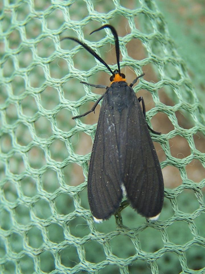 FIGURE 1 FIGURE 1